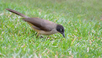 Zwartkapbabbelaar - Blackcap babbler - Turdoides reinwardtii