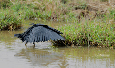 Zwarte Reiger -  Black Heron -  Egretta ardesiaca