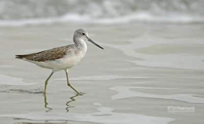 Groenpootruiter - Common Greenshank - Tringa nebularia