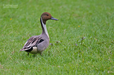 Pijlstaart - Northern pintail - Anas acuta