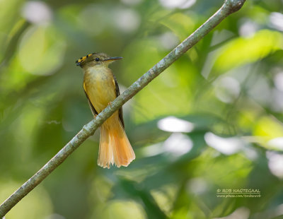 Noordelijke Kroontiran - Northern Royal-Flycatcher - Onychorhynchus mexicanus 