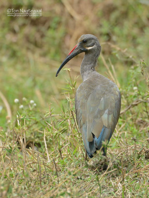 Hadada ibis - Hadada Ibis - Bostrychia hagedash