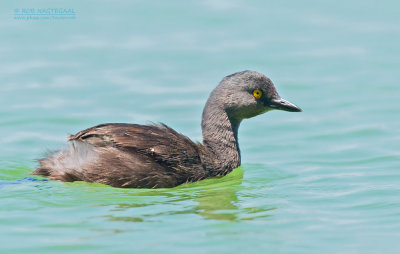 Amerikaanse Dodaars - Least Grebe - Tachybaptus dominicus brachypterus