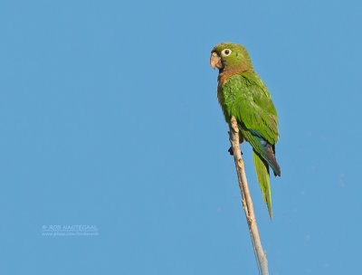 Olijfkeelaratinga - Aztec Parakeet - Eupsittula astec