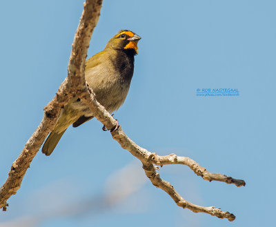 Grote Cubavink - Yellow-faced Grassquit - Tiaris olivaceus