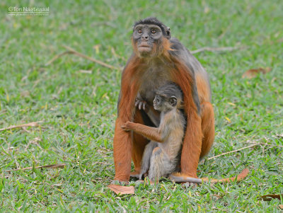 Western red colobus - Procolobus badius