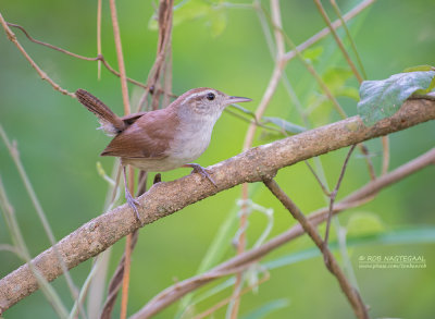 Witbuikwinterkoning - White-bellied Wren - Uropsila leucogastra restricta