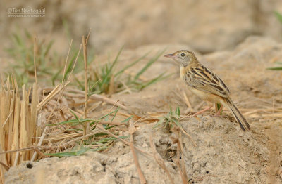 Graszanger - Zitting Cisticola - Cisticola juncidis