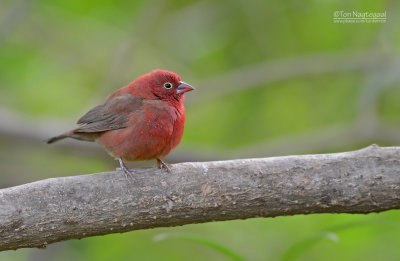 Roodsnavelvuurvink - Red-billed firefinch - Lagonosticta senegala