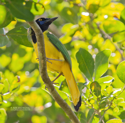 Groene Gaai - Green Jay - Cyanocorax luxuosus