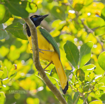 Groene Gaai - Green Jay - Cyanocorax luxuosus maya