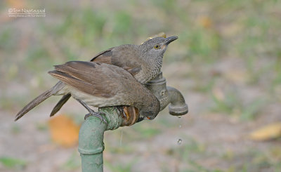 Sahelbabbelaar -  Brown Babbler - Turdoides plebejus