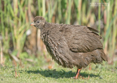 Kaapse Frankolijn - Cape Francolin - Pternistis capensis