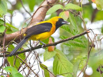 Geelrugtroepiaal - Yellow-backed Oriole - Icterus chrysater