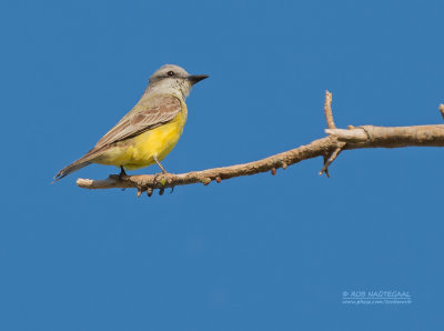Texaanse Koningstiran - Couch's Kingbird - Tyrannus couchii
