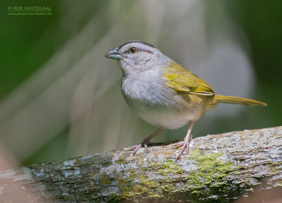 Groenruggors - Green-backed Sparrow - Arremonops chloronotus