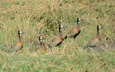 Witwang fluiteend - White-faced whistling duck - Dendrocygna viduata