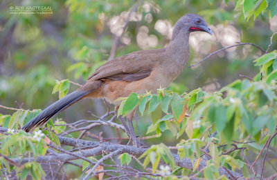 Bruine Chachalaca - Plain Chachalaca - Ortalis vetula pallidiventris