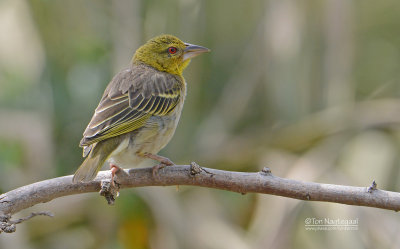 Grote textorwever - Village Weaver - Ploceus cucullatus