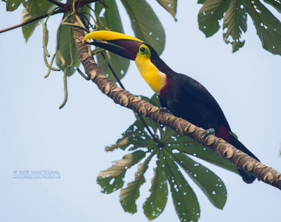 Swainsons toekan - Chestnut-mandibled toucan - Ramphastos ambiguus swainsonii