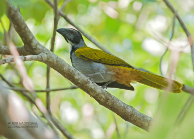 Zwartkopsaltator - Black-headed Saltator - Saltator atriceps