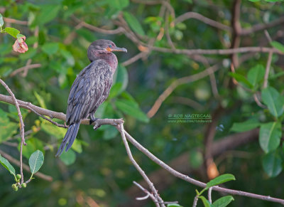 Bigua-aalscholver - Neotropic Cormorant - Phalacrocorax brasilianus