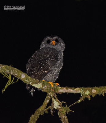 Zwartgestreepte Bosuil - Black-banded Owl - Strix huhula