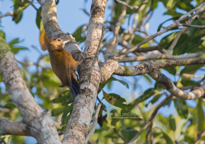 Roetspecht - Smoky-brown Woodpecker - Picoides fumigatus oleagineus