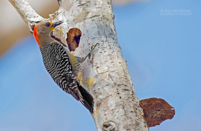 Yucatnspecht - Yucatan Woodpecker - Melanerpes pygmaeus pygmaeus