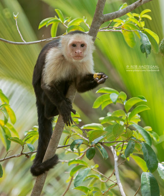 Witschouderkapucijnaap - White-faced Capuchin - Cebus capucinus