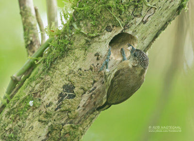 Groenrugdwergspecht - Olivaceous Piculet - Picumnus olivaceus flavotinctus