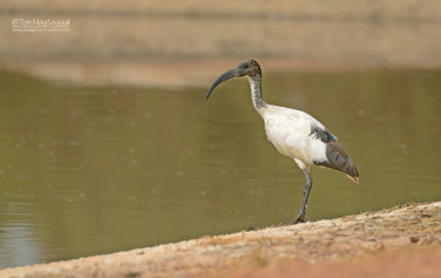 Heilige Ibis - Sacred Ibis - Threskiornis Aethiopicus