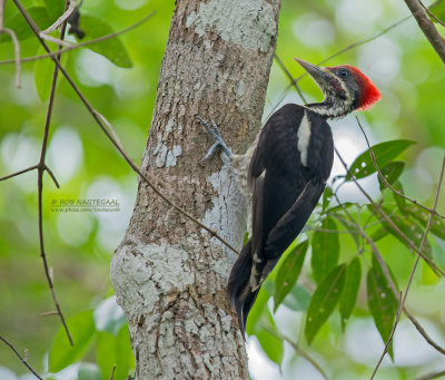 Gestreepte Helmspecht - Lineated Woodpecker - Dryocopus lineatus