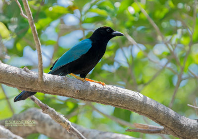 Yucatngaai - Yucatan Jay - Cyanocorax yucatanicus yucatanicus