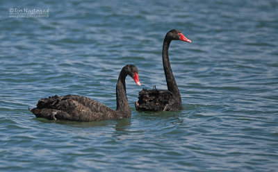 Zwarte Zwaan - Black Swan - Cygnus atratus