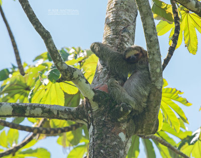 Kapucijnluiaard - Brown-throated sloth - Bradypus variegatus