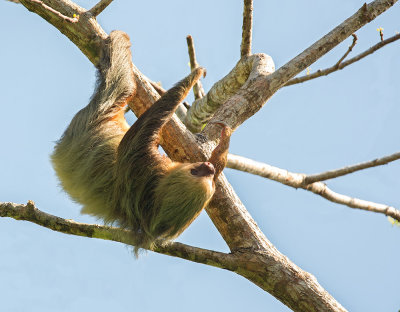 Hoffmannluiaard - Hoffmann's two-toed sloth - Choloepus hoffmanni