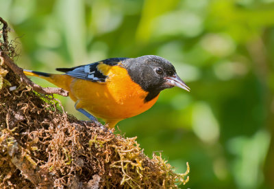 Baltimoretroepiaal - Baltimore Oriole - Icterus galbula