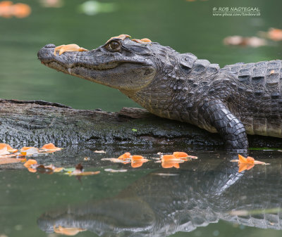 Brilkaaiman - Spectacled caiman - Caiman crocodilus