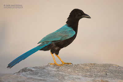 Yucatngaai - Yucatan Jay - Cyanocorax yucatanicus