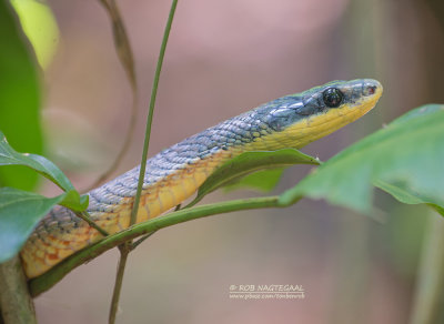 Bird-eating Snake - Pseustes poecilonotus