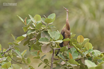 Afrikaanse Slanghalsvogel - African Darter - Anhinga rufa