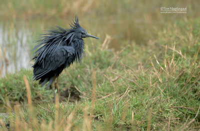 Zwarte Reiger - Black Heron - Egretta ardesiaca