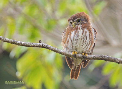 Magelhaendwerguil - Ferruginous Pygmy-Owl - Glaucidium brasilianum ridgwayi