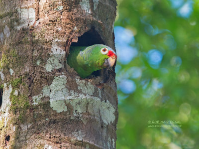 Geelwangamazone Papegaai - Red-lored Parrot - Amazona autumnalis salvini