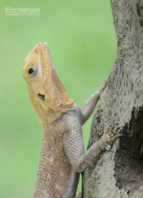 Agama hagedis - Agama lizard - Agama agama