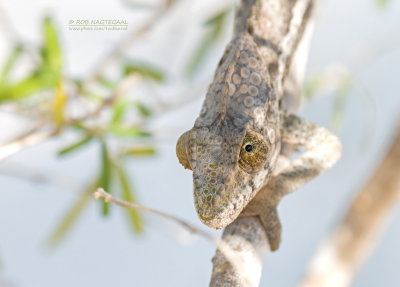 Wrattenkameleon - Warty chameleon - Furcifer verrucosus