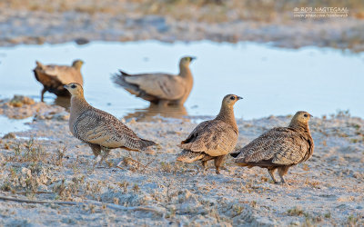 Madagaskarzandhoen - Madagascar Sandgrouse - Pterocles personatus