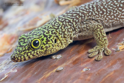Standing's day gecko - Phelsuma standingi