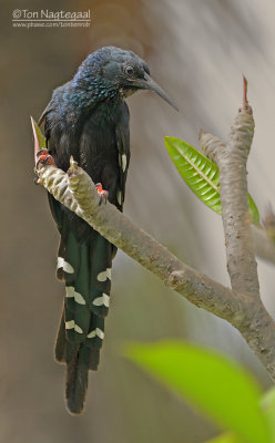 Groene kakelaar - Green Wood-hoopoe - Phoeniculus purpureus